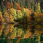 Foto dello spettacolo del foliage in autunno al lago di Tovel... una delle più incredibili meraviglie della Val di Non!!! (immagine da pinterest.com)