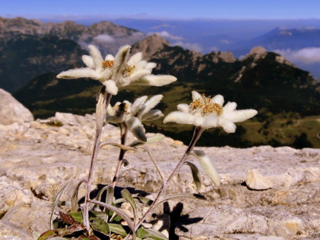 Risultati immagini per stella alpina