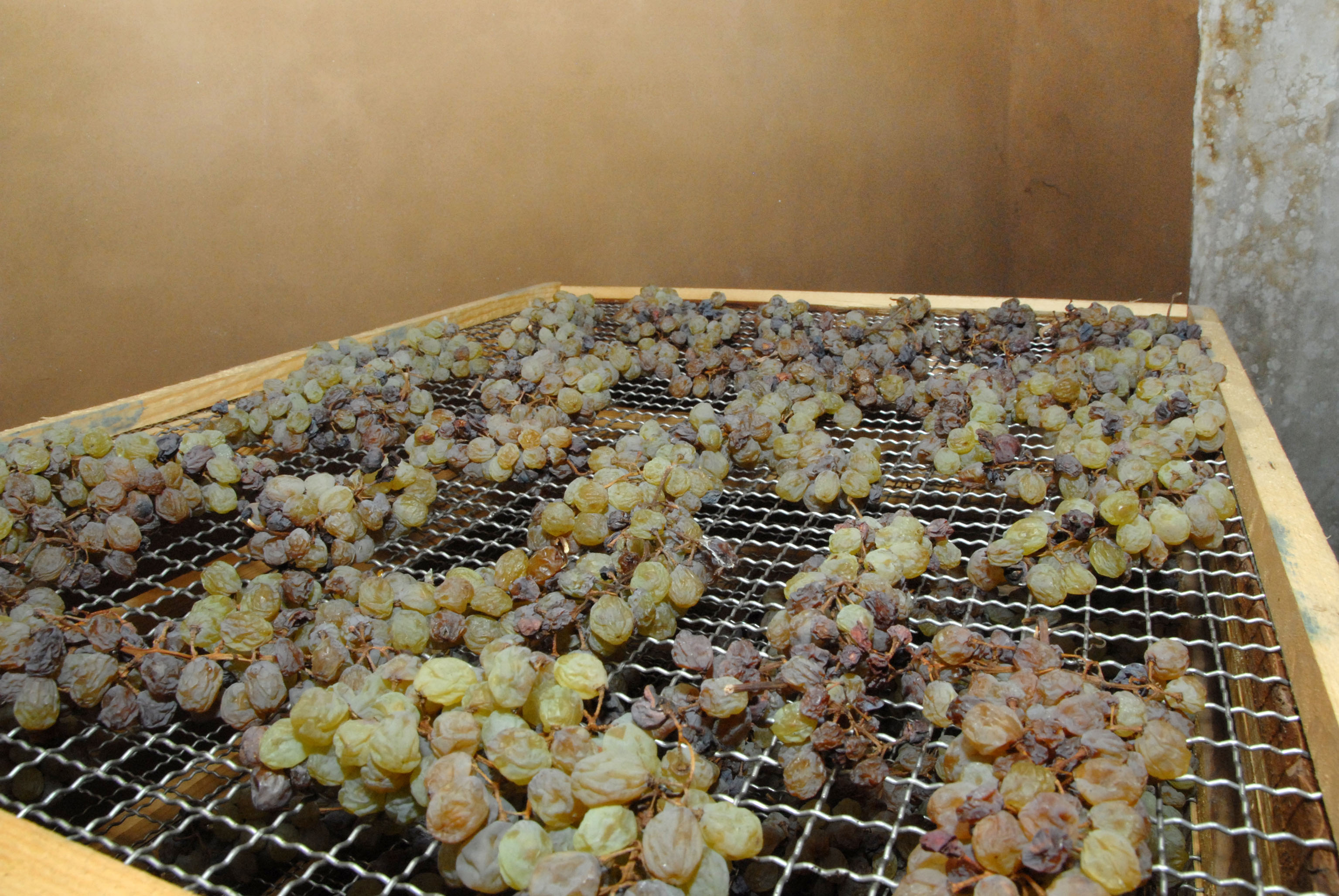 Appassimento delle uve in preparazione per diventare vinsanto (CCIAA Trento)