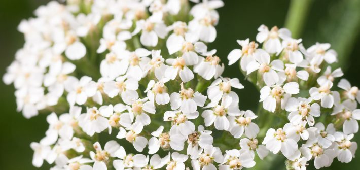 achillea-achillea-millefolium-foto-bianca