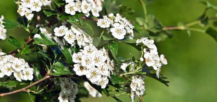 biancospino-aiuta-il-sonno-sostiene-il-cuore-e-calma-la-psiche