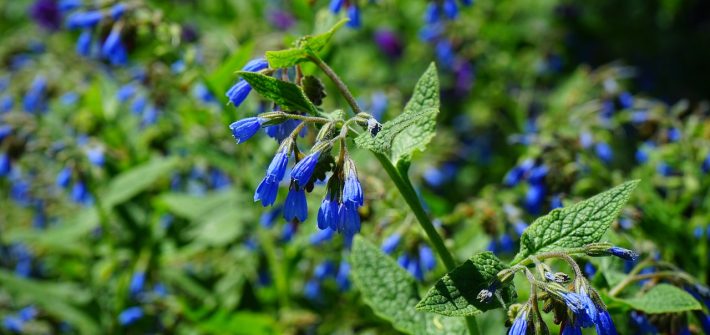 ough-comfrey-consolida-grande-nicola