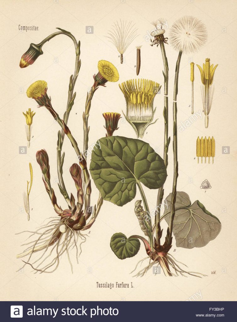 coltsfoot-tussilago-farfara-chromolithograph-dopo-una-illustrazione-botanica-da-hermann-adolph-della-koehler-piante-medicinali-edito-da-gustav-pabst-koehler-germania
