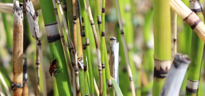 xEquisetum-arvense