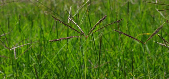 Cynodon_dactylon_trentino-erbe-giardino