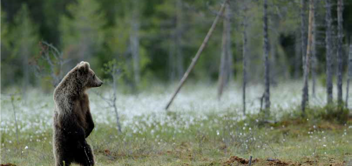 orso-su-zampe-posteriori-vista-trentino-pineta