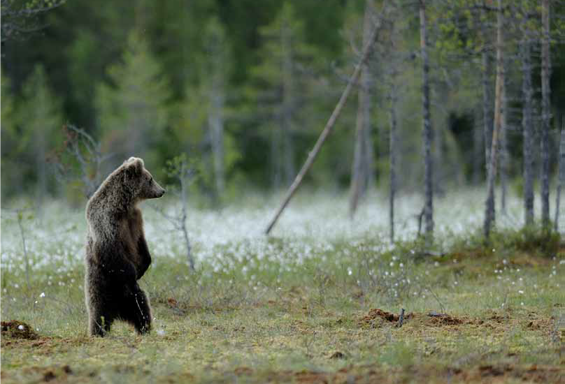 orso-su-zampe-posteriori-vista-trentino-pineta