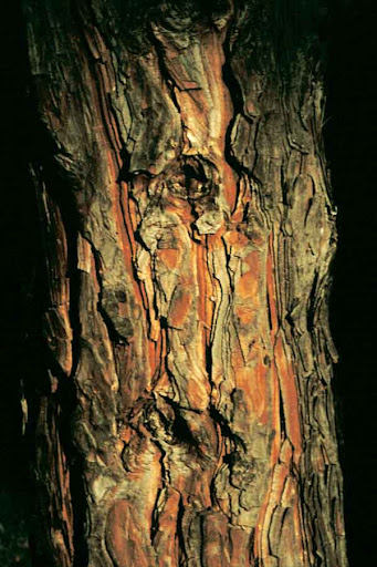 tronco-pino-silvestre