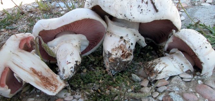 Agaricus bitorquis-3