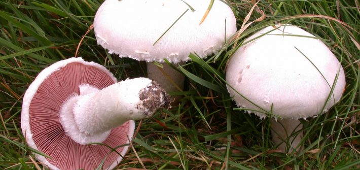 Agaricus campestris-2