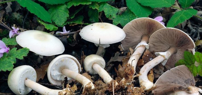 Agaricus sylvicola-pineta-3