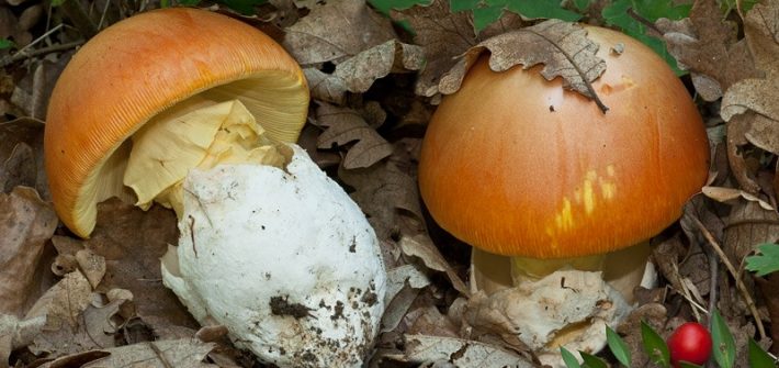 Amanita caesarea-pineta-1