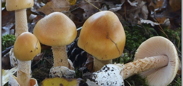 Amanita crocea-pineta-3