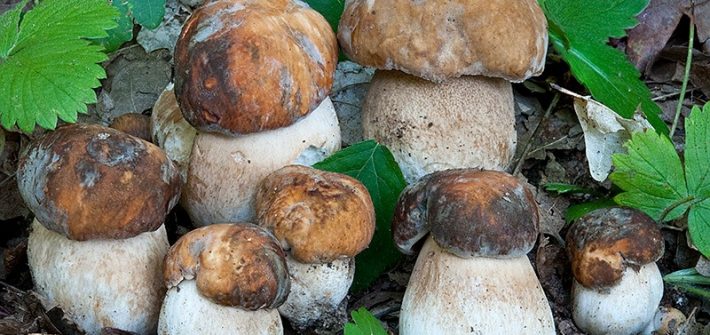 Boletus aereus il porcino nero (o bronzino)