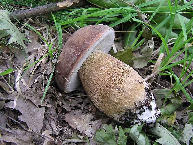 Boletus aestivalis o reticulatus (porcino estivo)