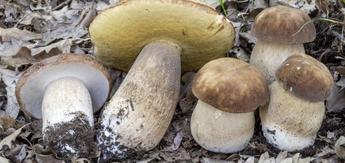 Boletus aestivalis o reticulatus (porcino estivo)_1