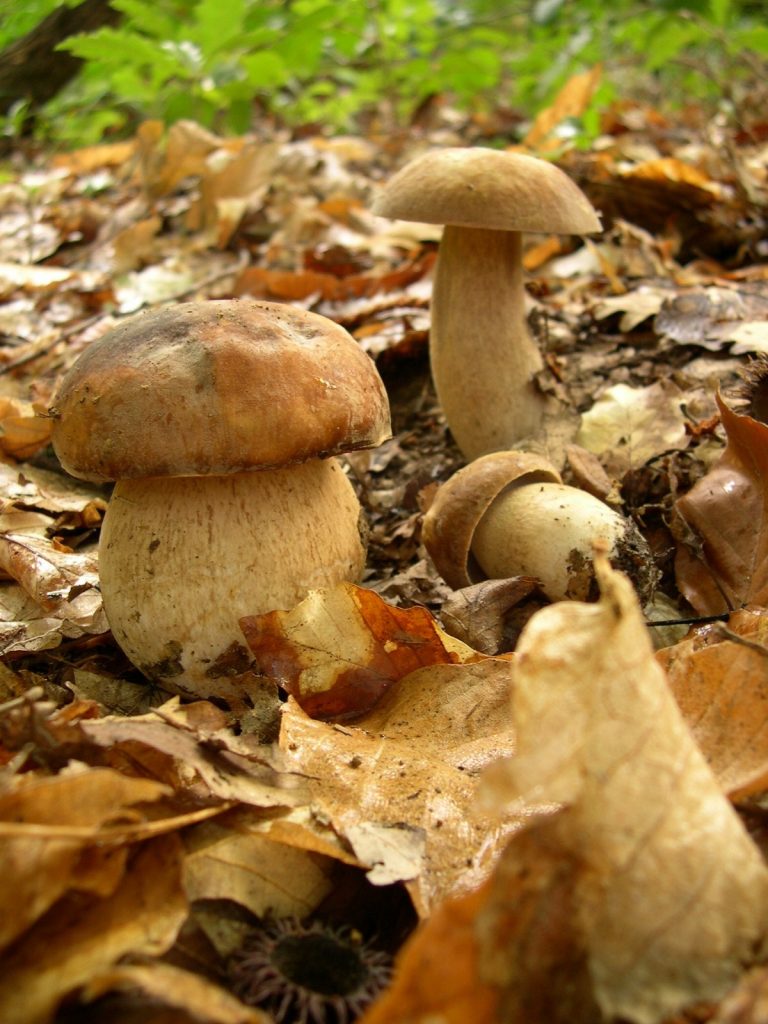 Boletus aestivalis o reticulatus (porcino estivo)_2