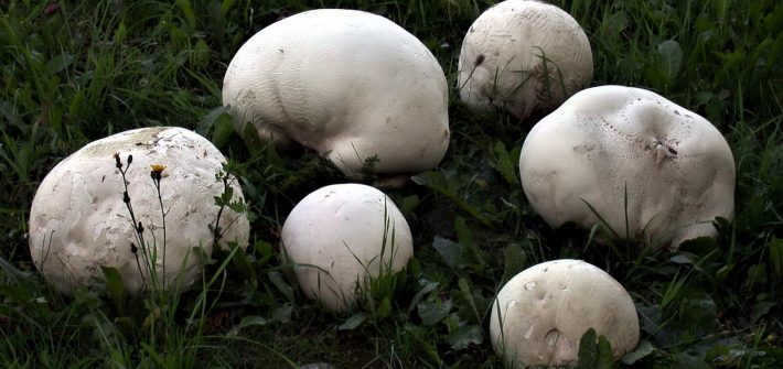 Calvatia Gigantea-pineta-3