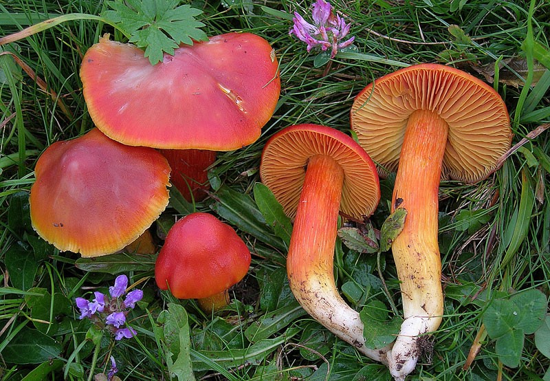 Hygrocybe punicea-1-Pineta