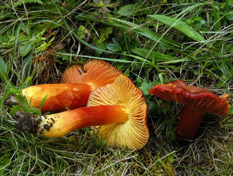 Hygrocybe punicea-2-Pineta