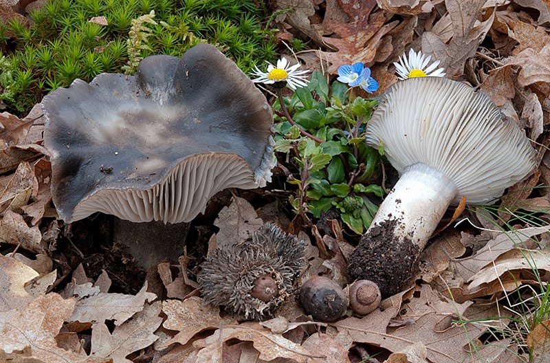 Hygrophorus marzuolus-1-Pineta