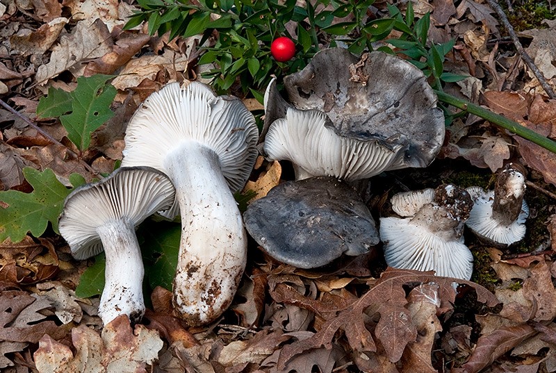 Hygrophorus marzuolus-2-Pineta