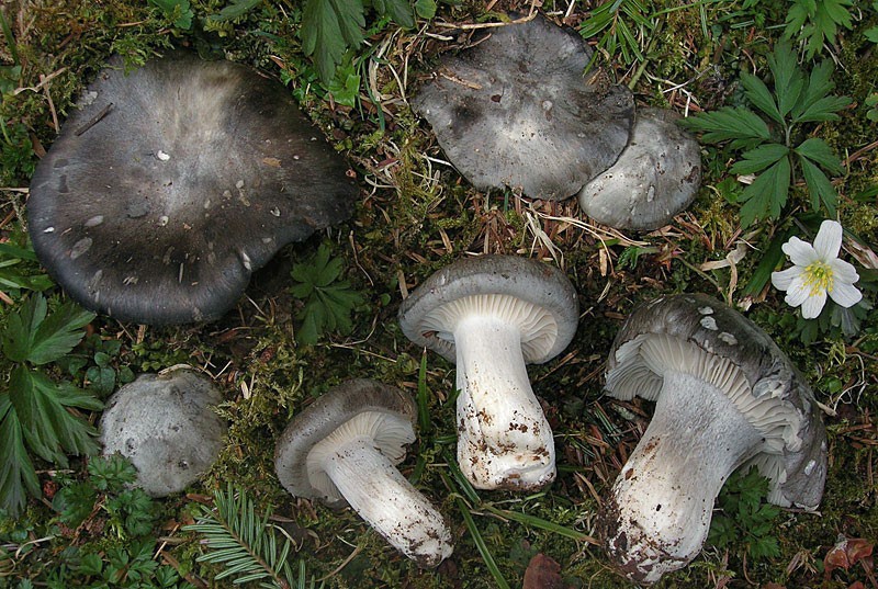 Hygrophorus marzuolus-3-Pineta