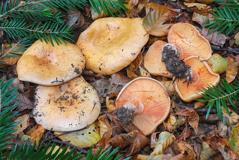 Lactarius salmonicolor-Pineta-1