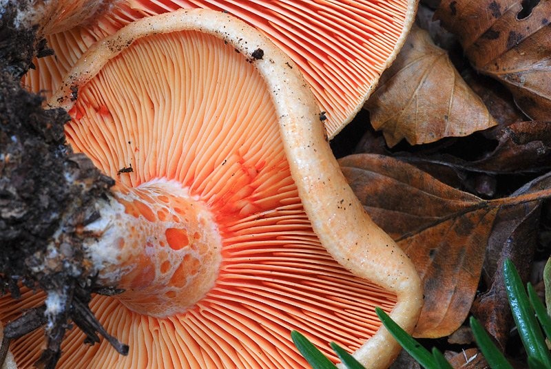 Lactarius salmonicolor-Pineta-2