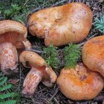 Lactarius salmonicolor-pineta-3