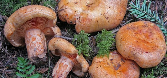 Lactarius salmonicolor-pineta-3