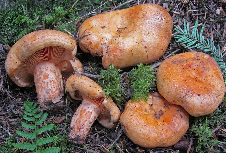 Lactarius salmonicolor-pineta-3