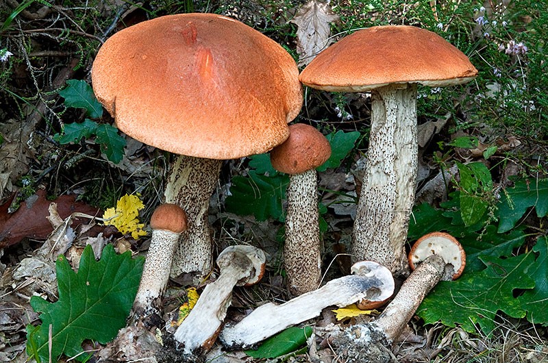 Leccinum aurantiacum-1