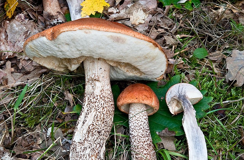 Leccinum aurantiacum-2