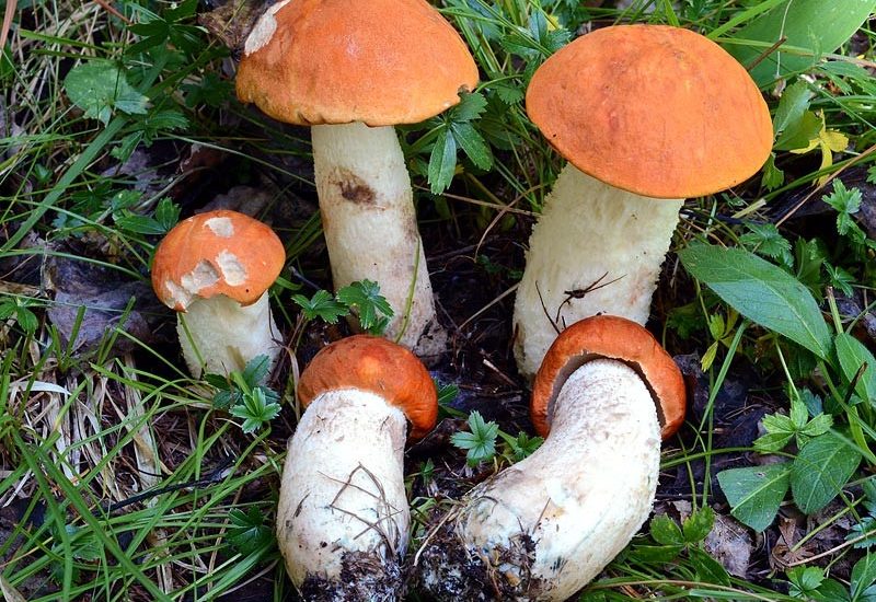 Leccinum aurantiacum: tassonomia