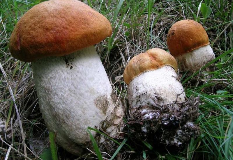 Leccinum rufum-1