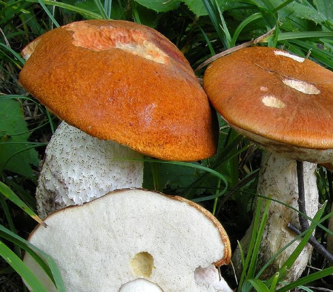 Leccinum rufum-2