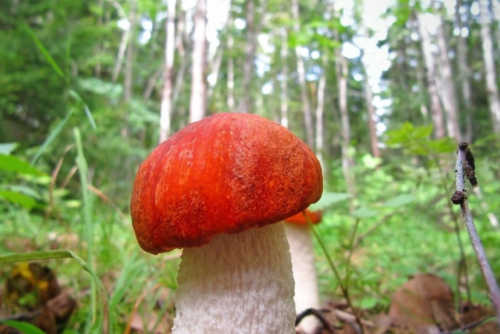 Leccinum rufum-3