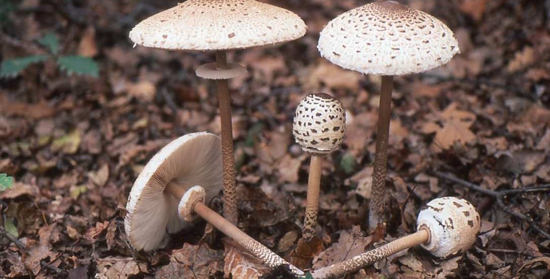 Macrolepiota procera-1