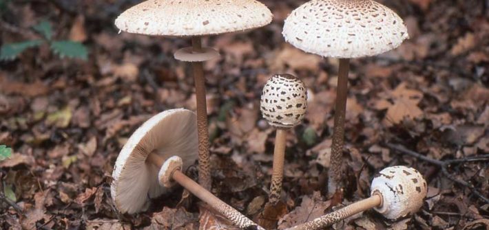 Macrolepiota procera-1