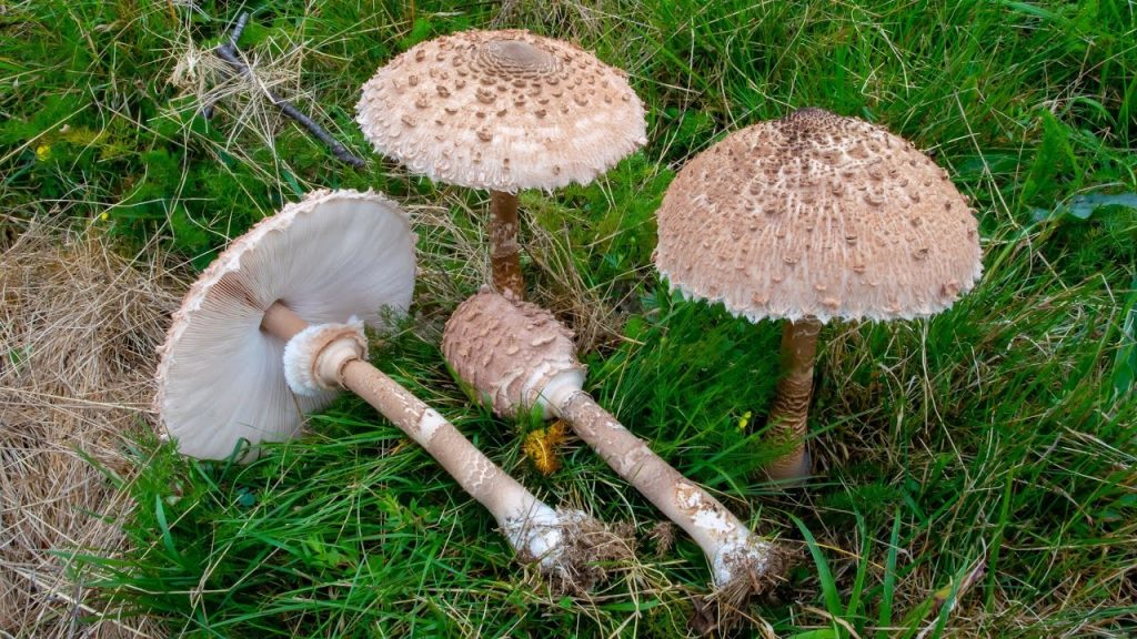 Macrolepiota procera-2