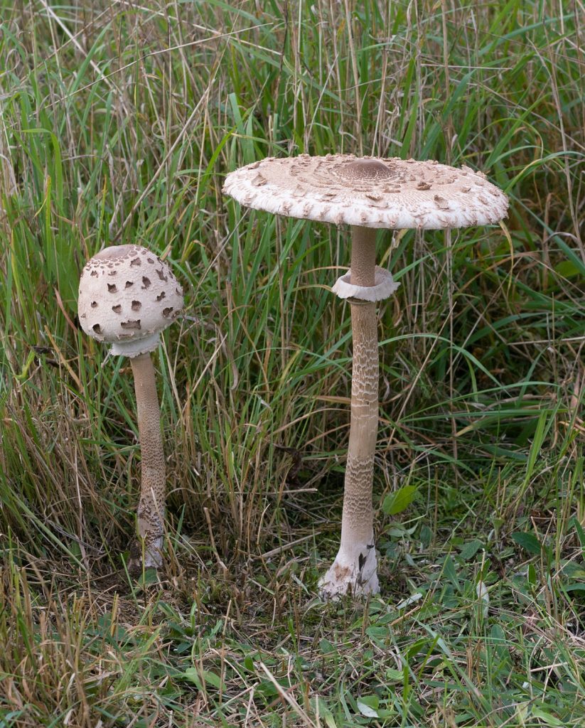 Macrolepiota procera-3