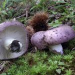 Russula cyanoxantha-1