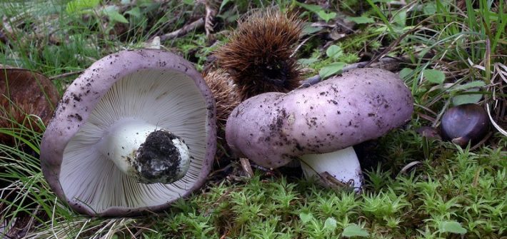 Russula cyanoxantha-1