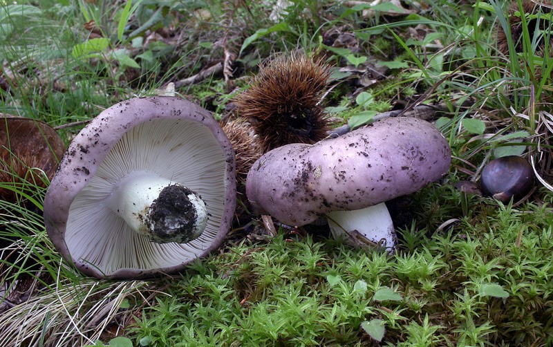 Russula cyanoxantha-1