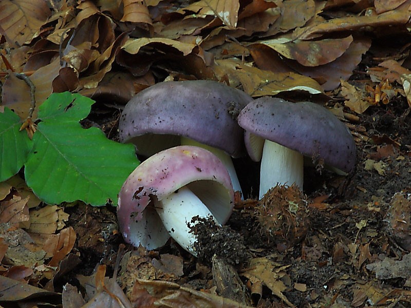 Russula cyanoxantha-2