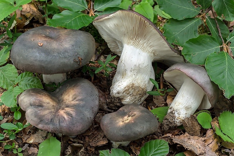 Russula cyanoxantha-3