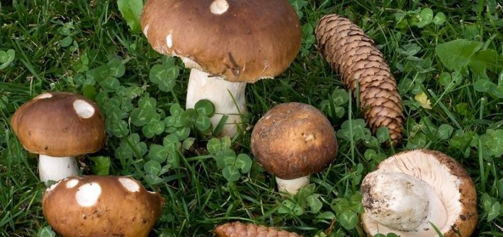 Russula mustelina-1