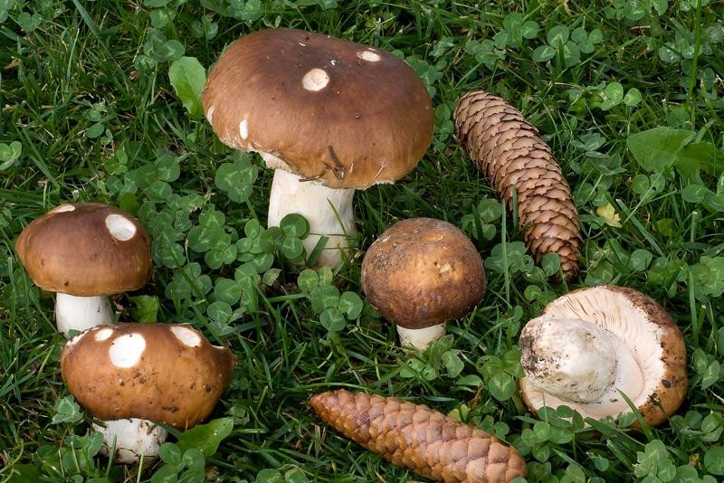 Russula mustelina-1