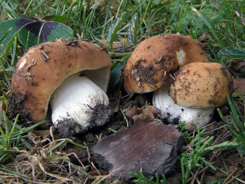 Russula mustelina-2